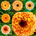Calendula collection  EDC279  only available as a greeting card
