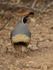 Gambel's Quail (male) front view, Bosque del Apache, New Mexico