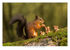 Red Squirrel