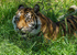Big Cats-4