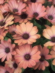 Pastel_Pink