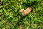 stoat Mustela erminea-1102