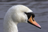 Swan