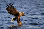 White-tailed Sea-Eagle takes fish from water, Flatanger, Norway