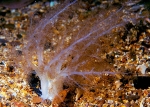 Neopentadactyla mixta