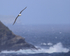 Black-browed Albatross flies along coast, West Point Island