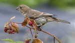 House Finch eating raspberries