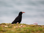 Chough