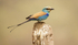 Abyssinian Roller.
