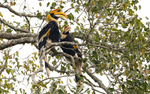 Great Hornbill couple