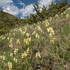 Few-flowered Orchid (Orchis pauciflora)