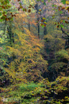 Snowdonia rainforest