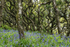 Spring in Dizzard Woods