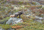June 2015 - Arctic Fox