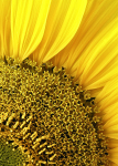 Sunny Flower