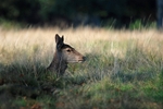 Red Deer