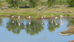 Flamingoes