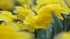 Golden Daffodils