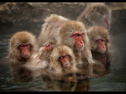 Group Snooze