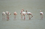 Greater Flamingos
