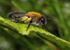 Andrena nitida (f)