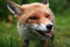 Red fox _ AN 0043
