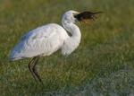 Bitterns,Egrets,Herons portfolio