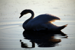 Resting swan _AGT044