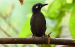 Plumbeus antbird (mal)