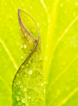 SKUNK CABBAGE -  NORFOLK COUNTY
