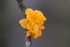 Witches Butter