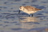 Sanderling in the sea, Fort De Soto, Florida