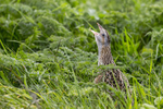 Corncrake