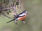 Masked Shrike
