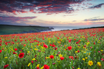 Red Flowers at Night II