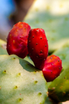prickly pear Opuntia littoralis-839