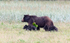 Mocha with Cubs