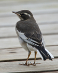 African Pied Wagtail (juvenile)