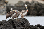 Peruvian Pelican portfolio