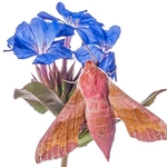 small elephant hawk (Deilephila porcellus)