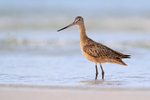Marbled Godwit on North Beach, Fort De Soto Park, Florida