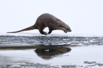 River Otter begins dive, Yellowstone National Park