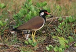Red Wattled Lapwing