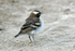 White-browed Sparrow-Weaver