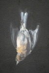 Chaffinch 3 Detail