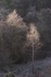 Silver Birch 1