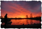 Curlie Sunrise 4