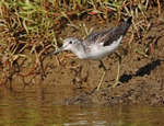 Greenshank