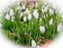 Snowdrops