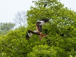 Red Kite